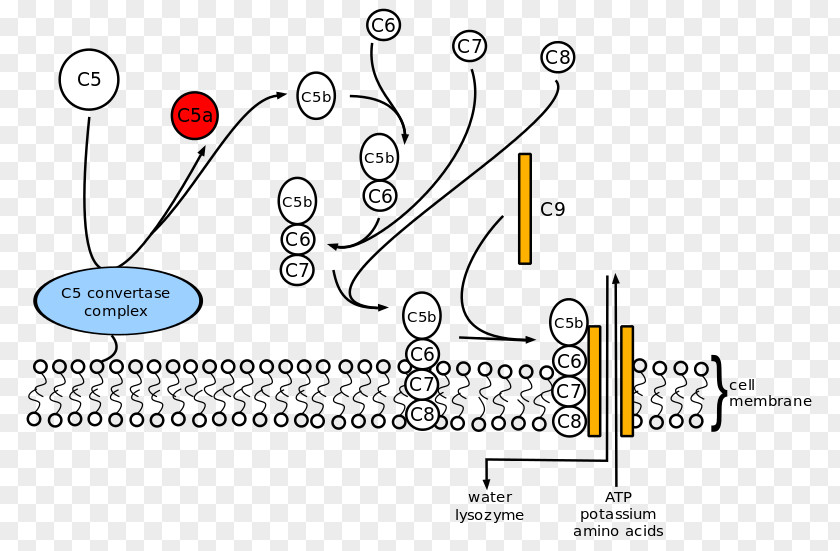 Ataque Graphic Complement Membrane Attack Complex System Cell Component 5 C8 PNG