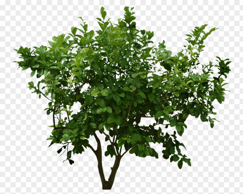 Bush Image Shrub Tree Clip Art PNG