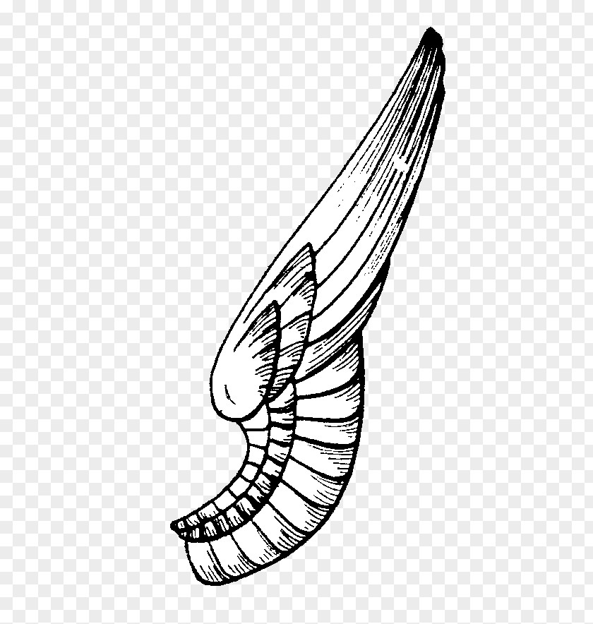 Butterfly Drawing Line Art PNG