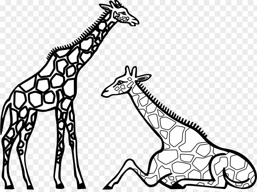 Giraffe Drawing Cliparts Coloring Book Reticulated Pictures Adult Child PNG