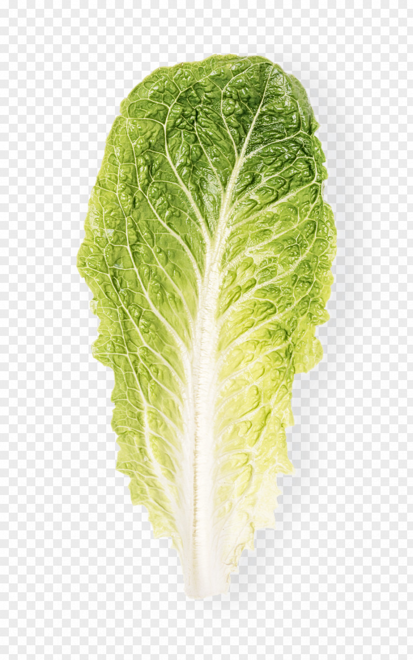 Leaf Vegetable Romaine Lettuce PNG