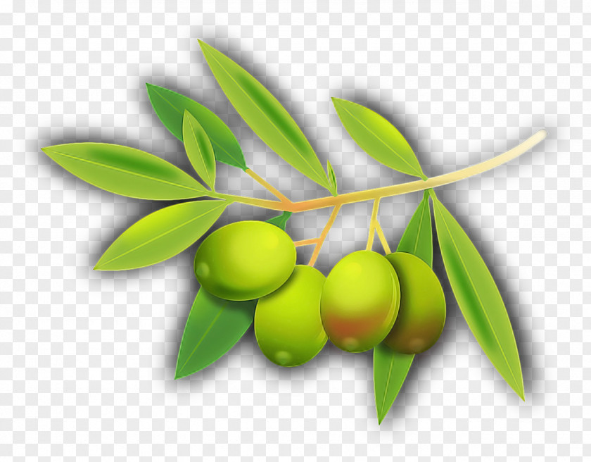 Plant Leaf Fruit Olive Tree PNG