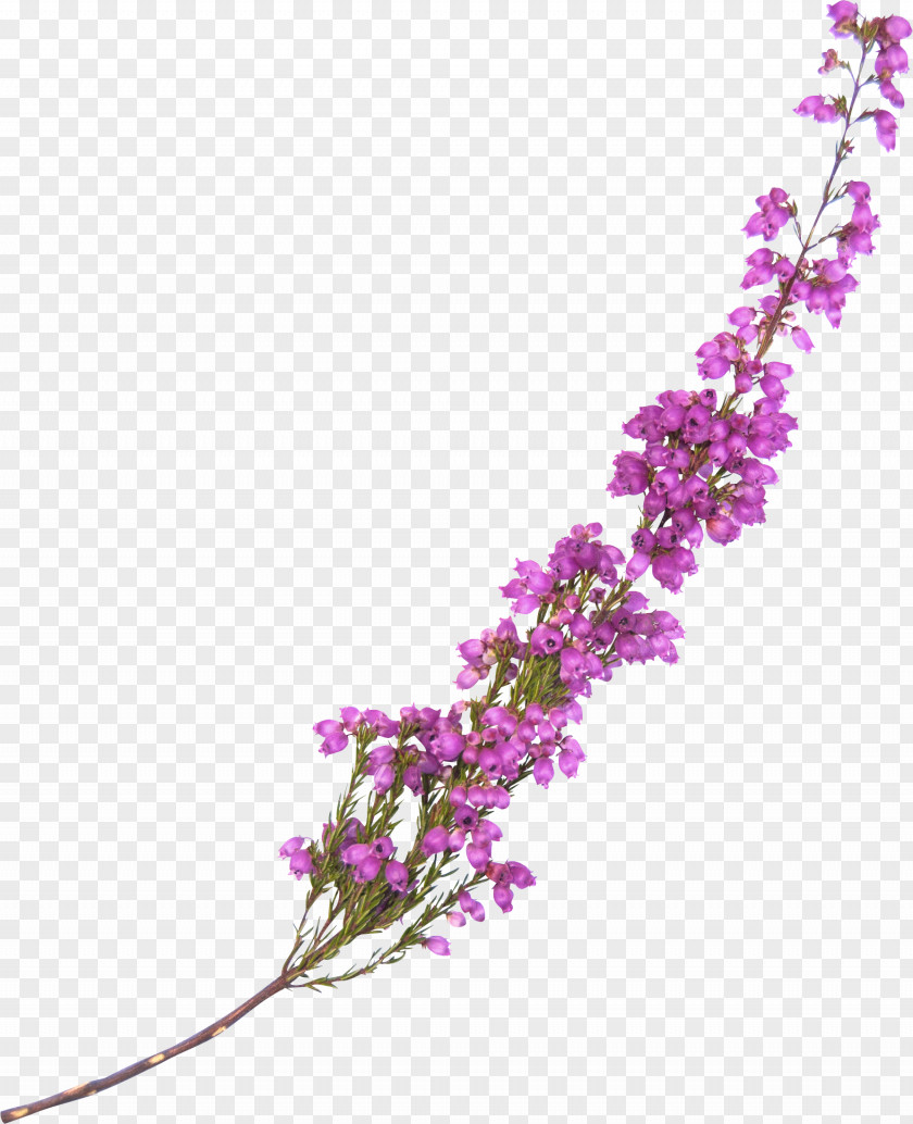Treasure Flower Lavender Violet Clip Art PNG