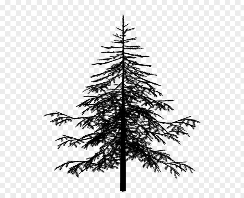 Cypress Family Silvertip Fir Christmas Black And White PNG
