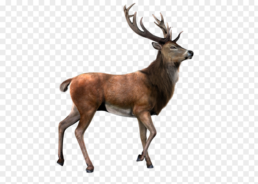 Deer Image Moose PNG