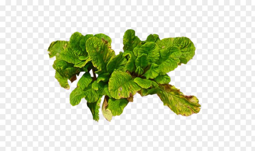 Green Leaf Vegetables Spring Greens Plant PNG