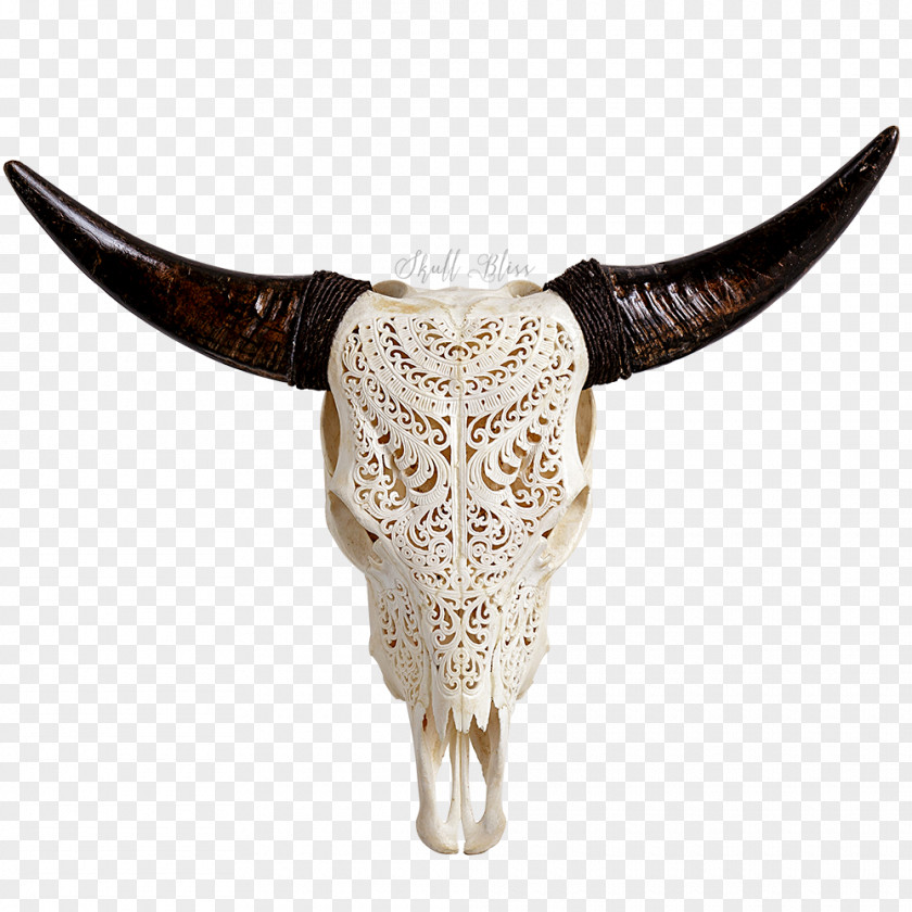 Longhorn Skull Texas Human Symbolism Bull Animal Skulls PNG