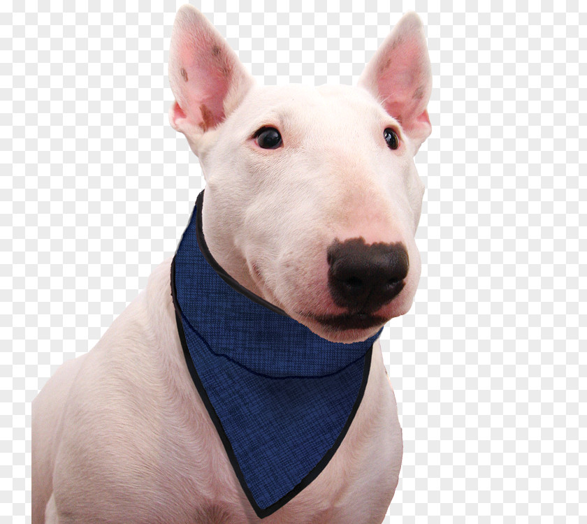 Miniature Bull Terrier And Old English Dog Breed PNG