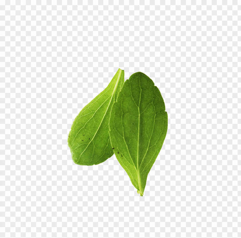 Cabbage Leaves Leaf Green Vegetable PNG