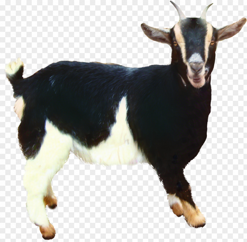 Fur Livestock Goat Cartoon PNG