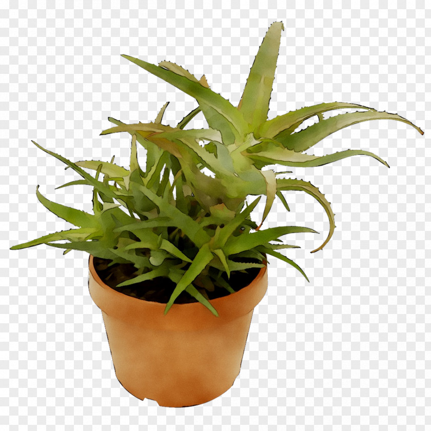 Houseplant Succulent Plant Gasteria Plants Ornamental PNG