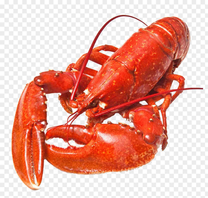 Norway Lobster Seafood Crab PNG lobster Crab, Red clipart PNG