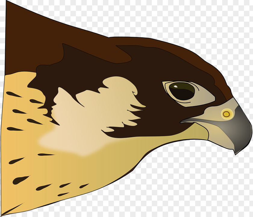 Osprey Skeleton Cliparts Bird Of Prey Hawk Clip Art PNG