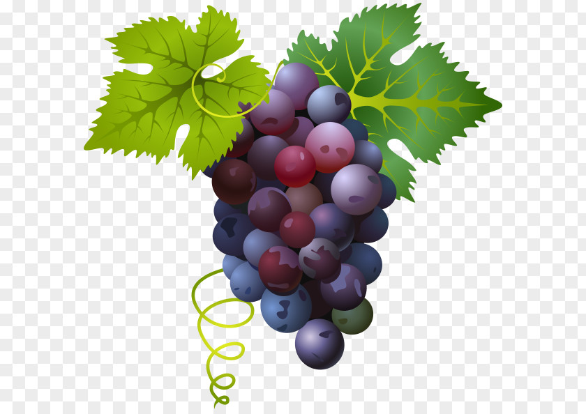 Vector Grape Fruit Common Vine PNG