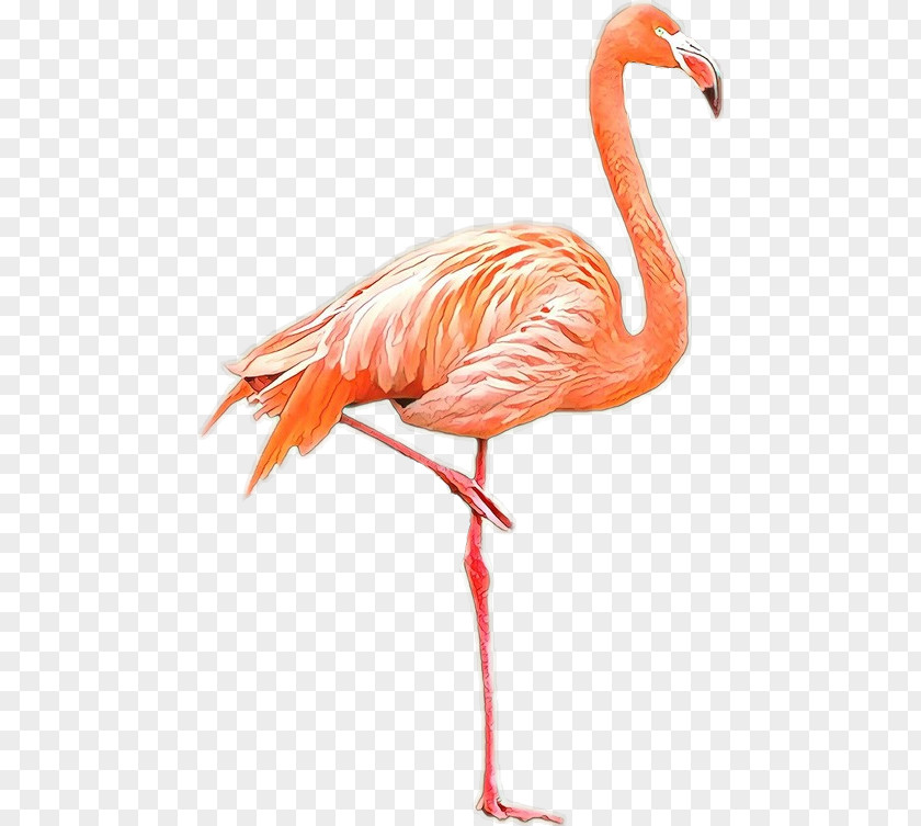Bird American Flamingo Greater Plastic PNG