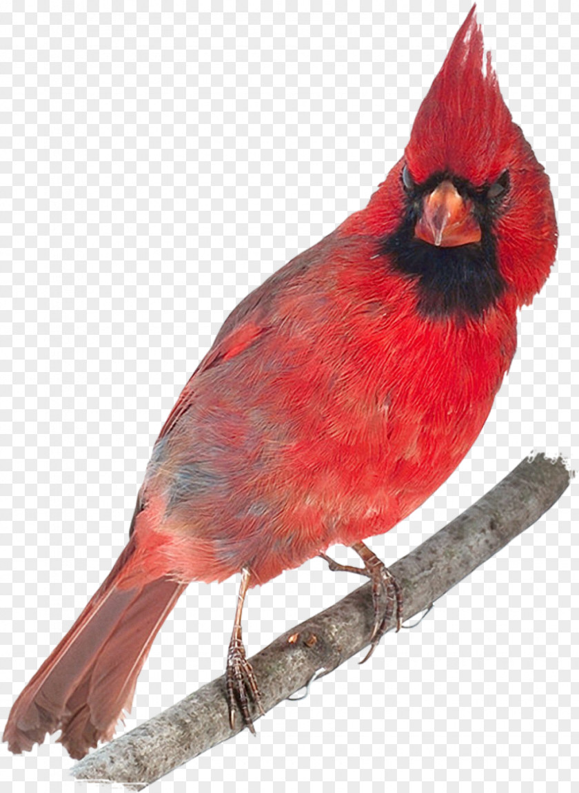 Bird Northern Cardinal 0 Abingdon Feather PNG