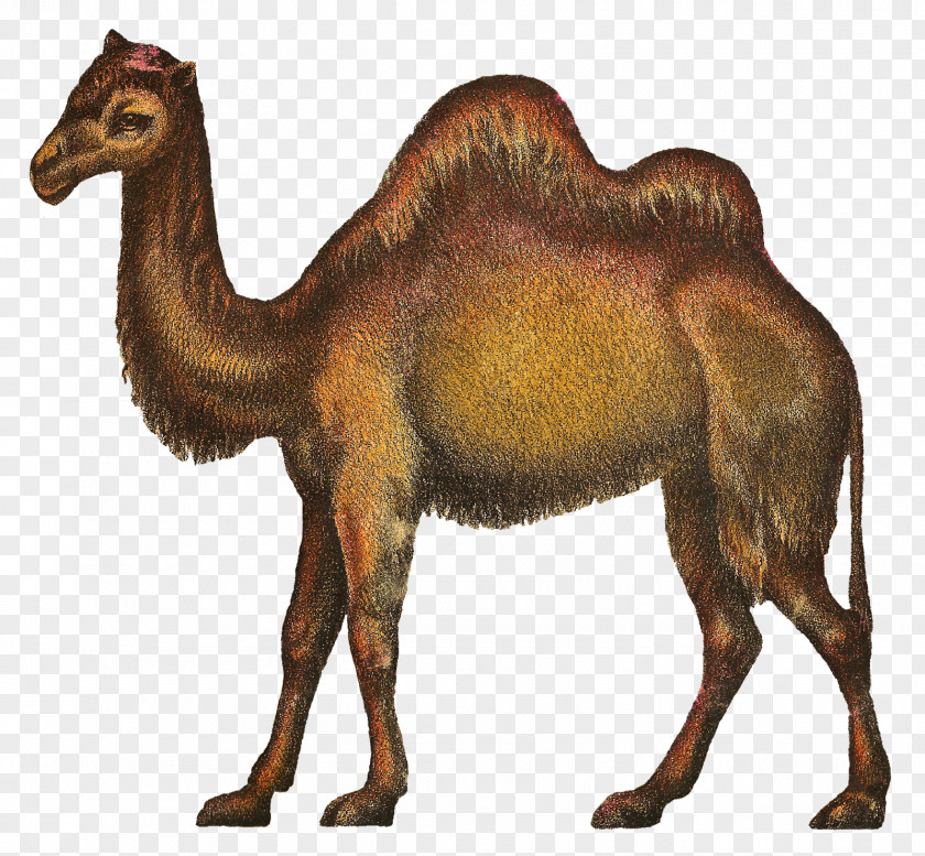 Camel Dromedary Circus Clip Art PNG