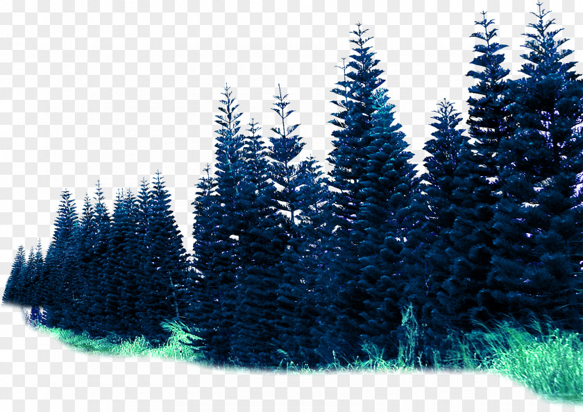 Environmental Rendering Effect Forest Material Spruce PNG