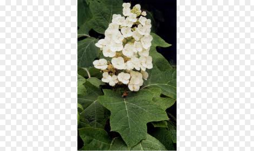 Flower Oakleaf Hydrangea French Shrub PNG