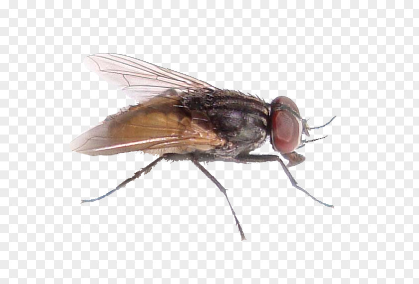 Fly Insect Pollenia Rudis Housefly Pest Control PNG