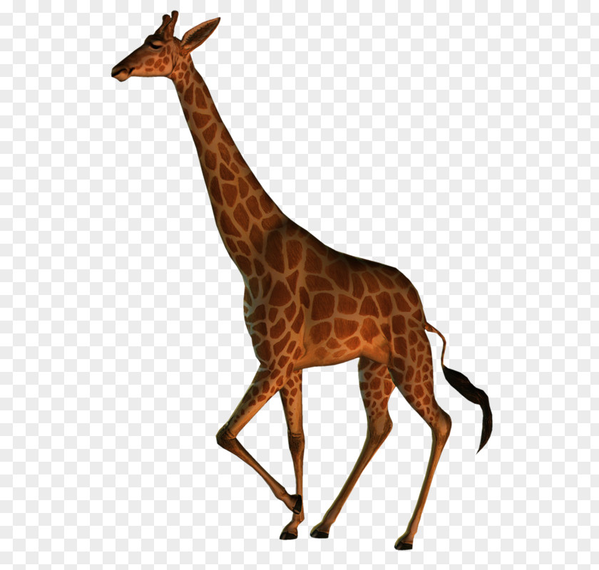 Jirafa Northern Giraffe Masai Wildlife Animal Image PNG