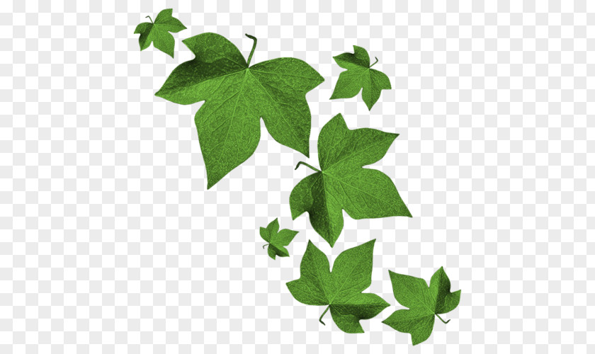 Leaf Maple Green PNG