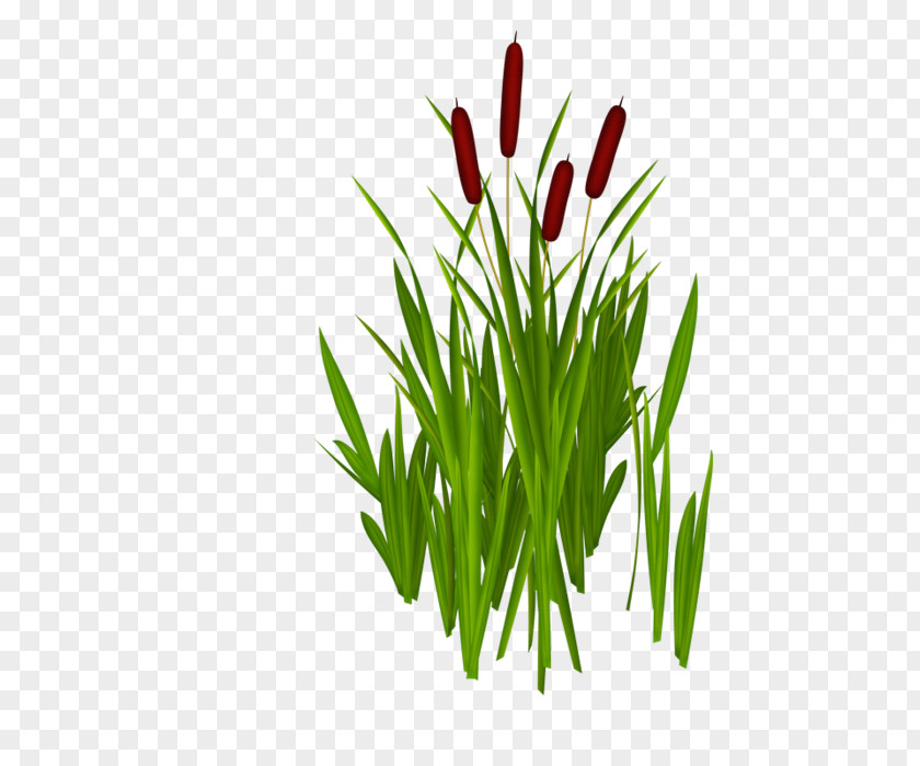 Reedmace Clip Art The Ugly Duckling Grasses Fairy Tale PNG