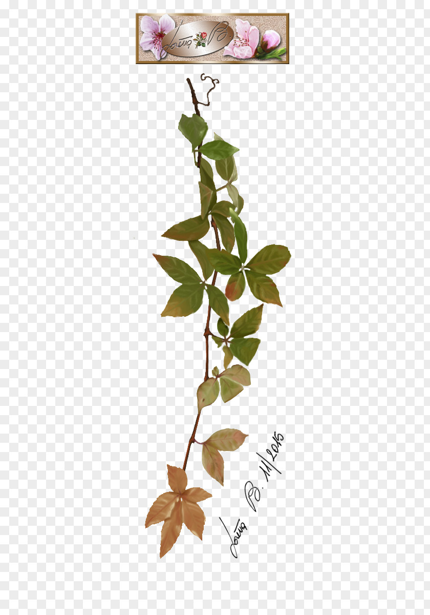 Virginia Creeper Twig Plant Stem Leaf Petal Font PNG