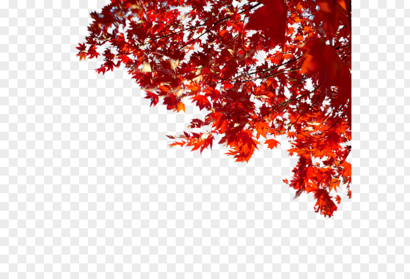 Autumn LiveInternet PNG