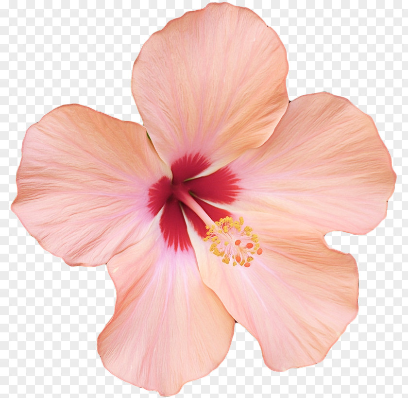 China Rose Mallow Family Flowers Background PNG