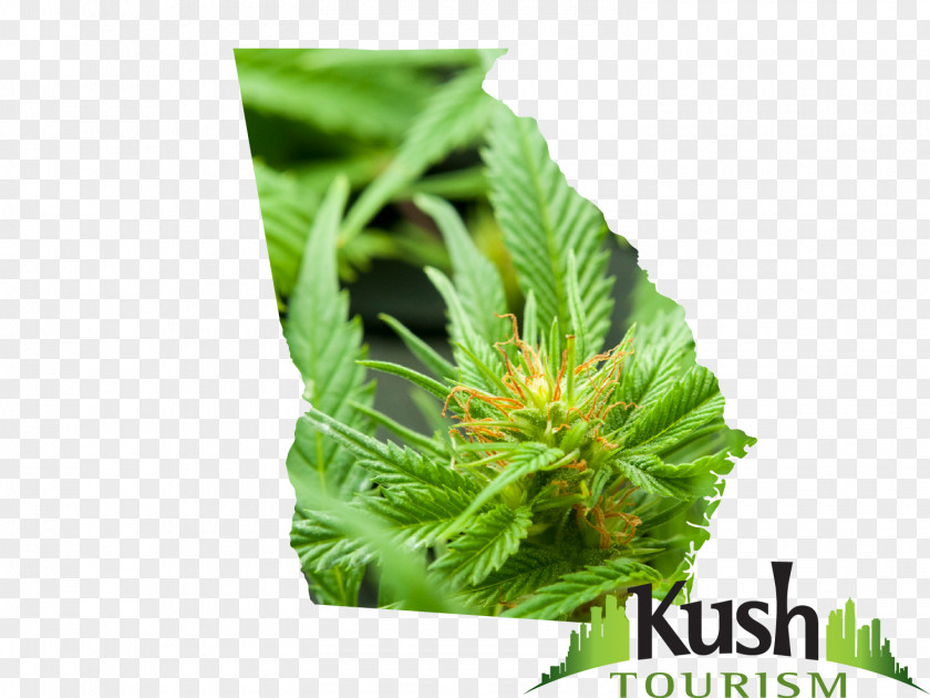 Kush Cannabis Hash, Marihuana & Hemp Museum Medical Oil PNG