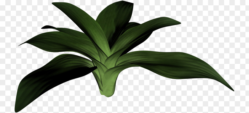 Leaf Plant Stem Painting Houseplant PNG