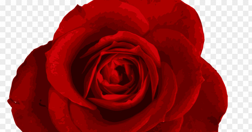 Red Rose Wedding Garden Roses Clip Art Image Cabbage Floribunda PNG