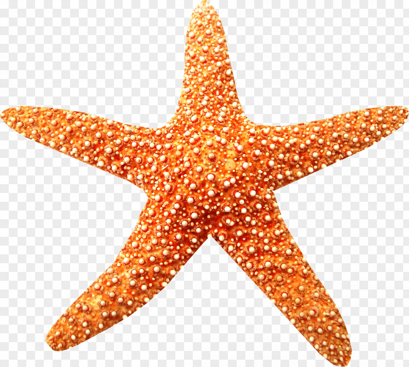 Sea Starfish Beach Coral Reef Clip Art PNG