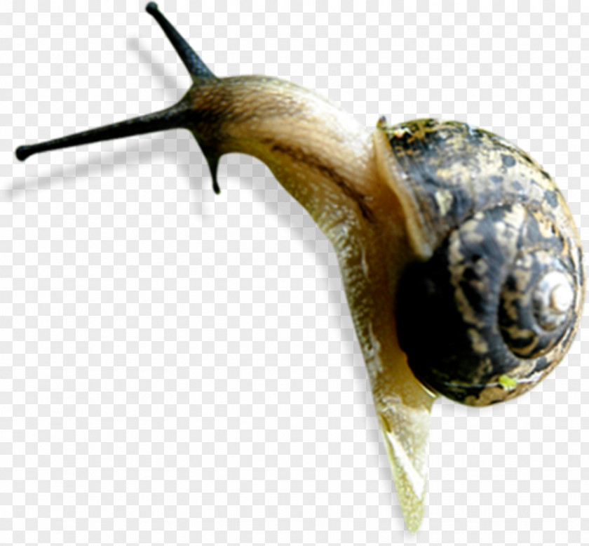 Snails Snail Orthogastropoda Caracol Insect PNG