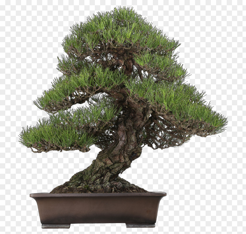 Tree Chinese Sweet Plum Indoor Bonsai Pinus Thunbergii PNG