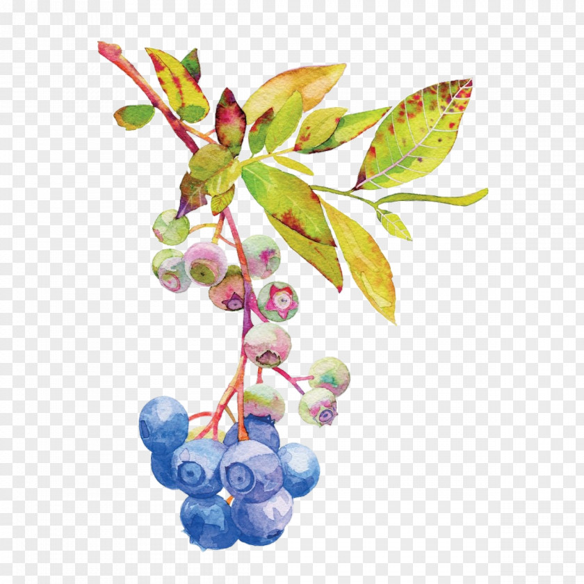 Twig Flowering Plant Flower Fruit Leaf Branch PNG