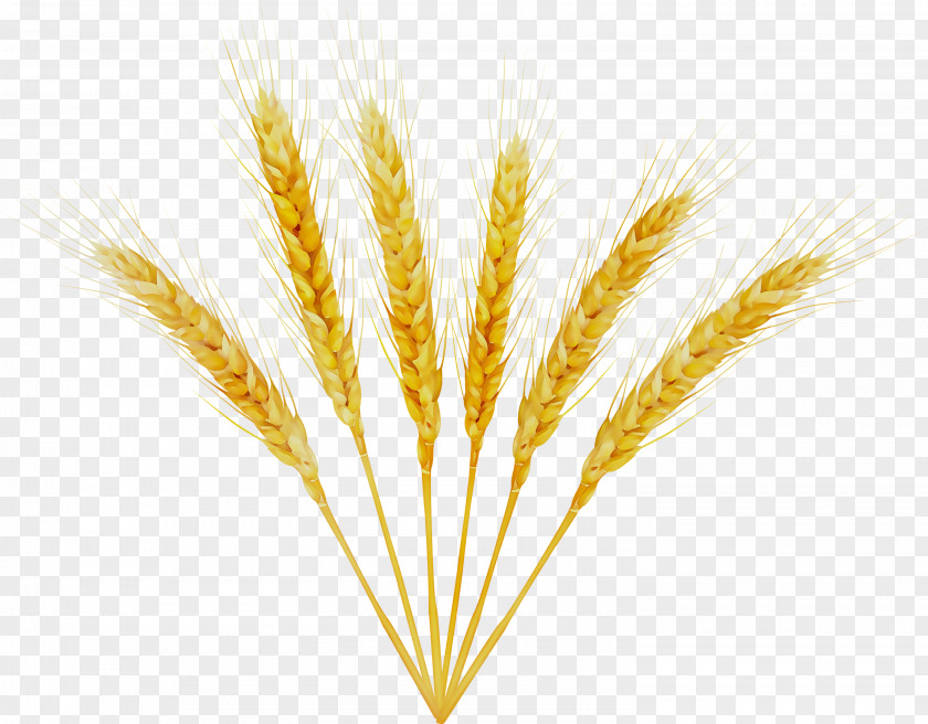 Barley Emmer Einkorn Wheat Cereal Germ PNG
