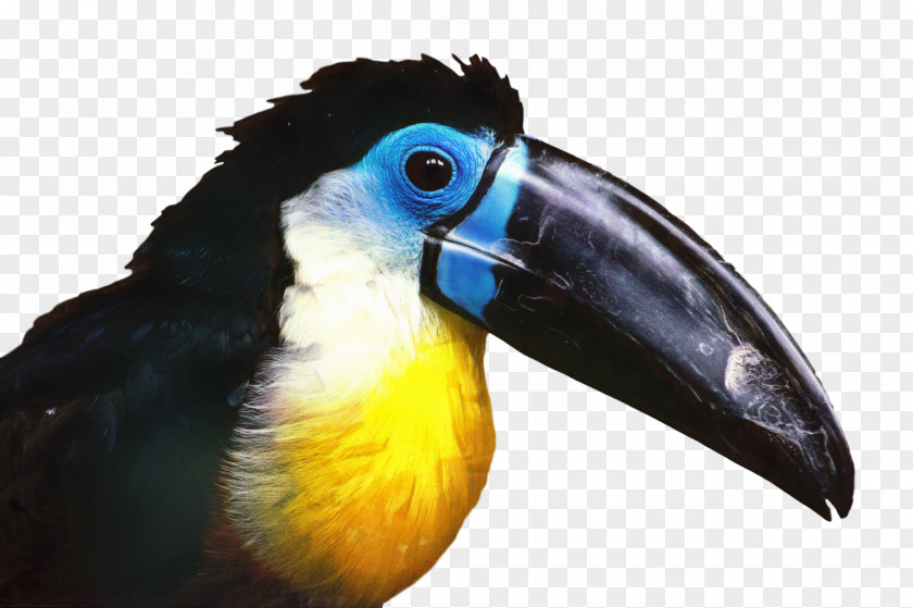 Coraciiformes Piciformes Hornbill Bird PNG