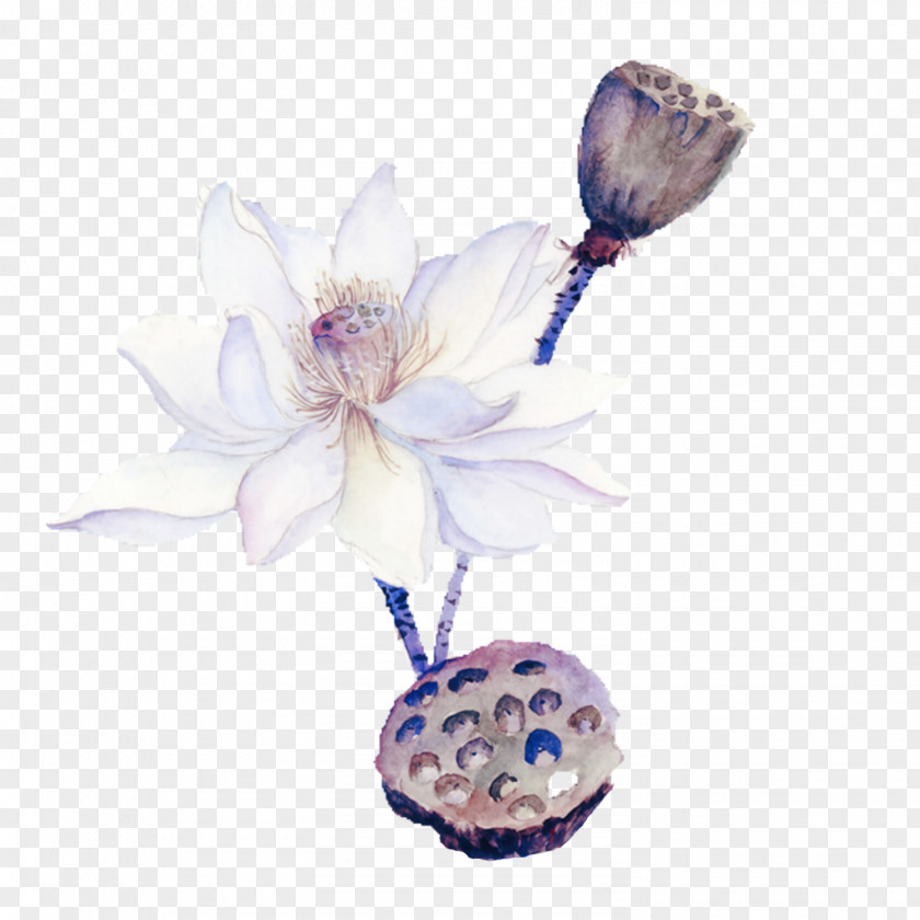 Lotus Flower Material Nelumbo Nucifera Download PNG