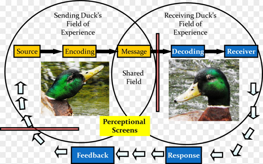 Simple Bird Mallard Duck Animal Information PNG