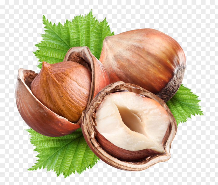 Walnut Hazelnut Nuts Fruit PNG