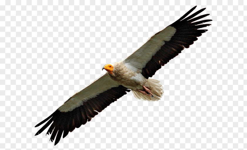 Bird Bald Eagle Egyptian Vulture Turkey Condor PNG