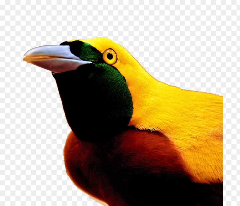 Bird Toucan Bird-of-paradise Beak Feather PNG