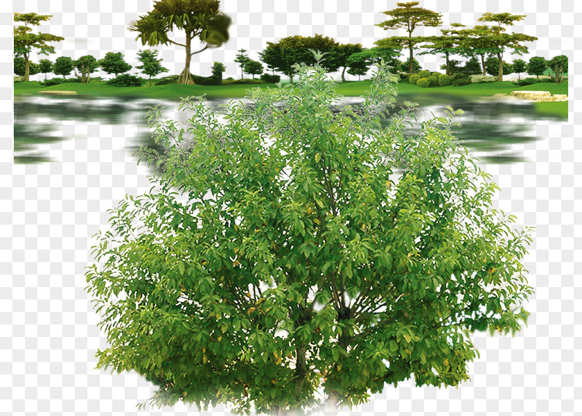 Decorative Plants Weeping Fig Tree Qiaomu PNG
