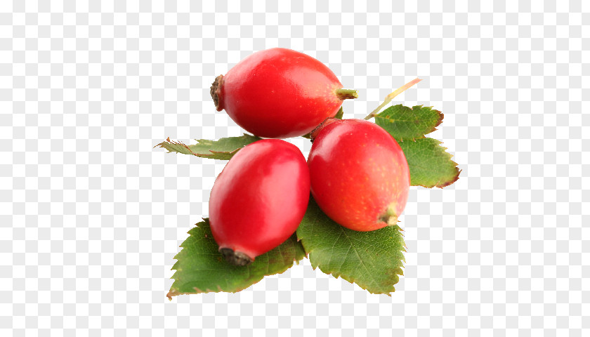 Oil Rose Hip Seed Carrier Food PNG