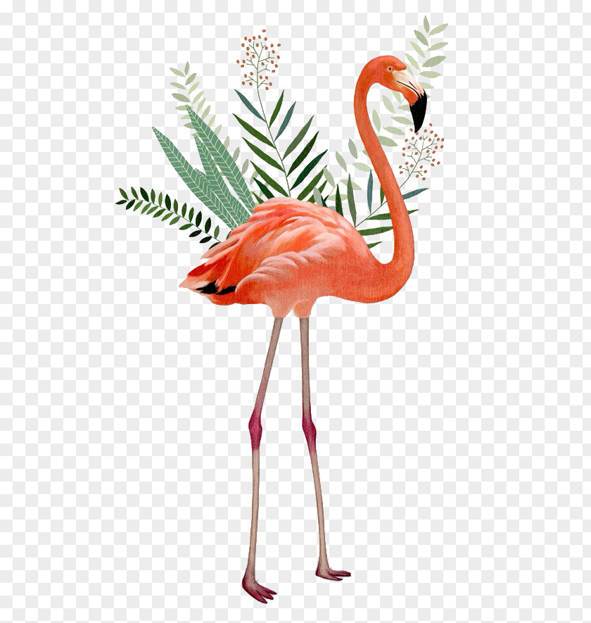Bird Desktop Wallpaper Greater Flamingo Clip Art PNG