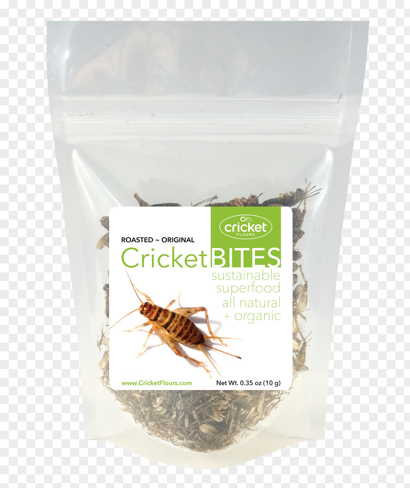 Cricket Insect Flour Portland Flavor Food Entomophagy PNG