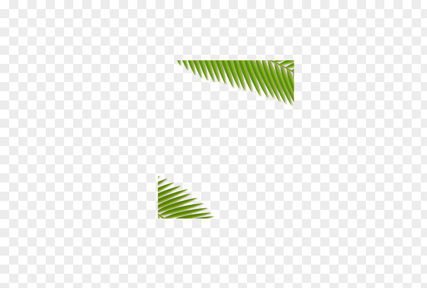 Great Fresh Coconut Leaf Search Engine Google Images PNG