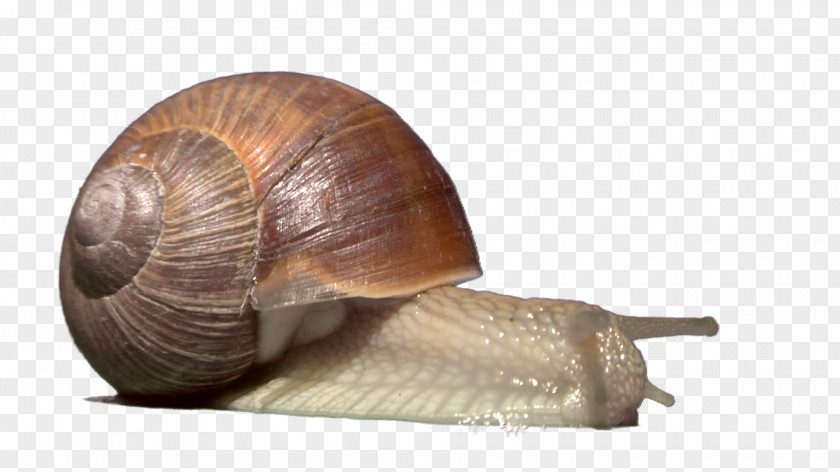 Snail Gastropods Sea Escargot Slug PNG